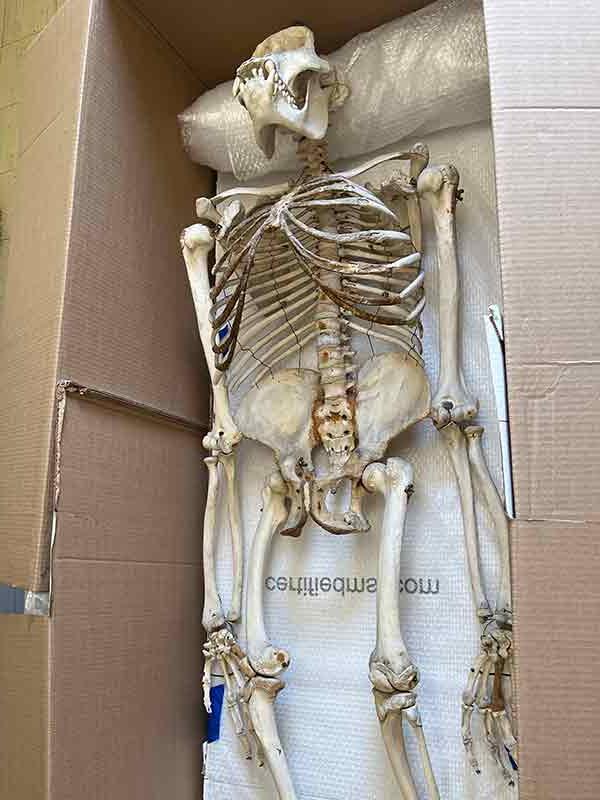 Gorilla skeleton packed for storage